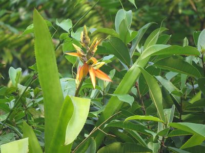 Aechmea tillandsioides, photographed by Francisco Emilio Roldán Velasco