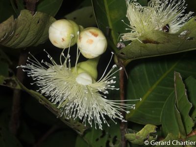 Syzygium aqueum, photographed by Gerard Chartier