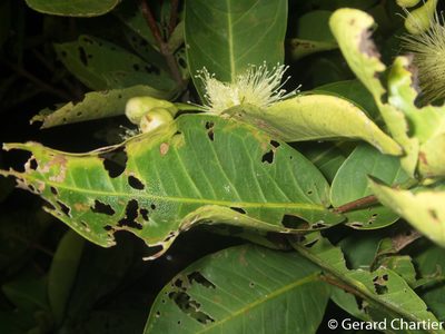 Syzygium aqueum, photographed by Gerard Chartier