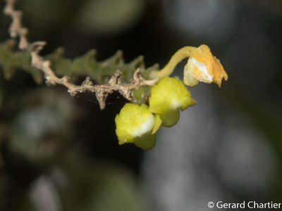 Taeniophyllum pusillum, photographed by Gerard Chartier