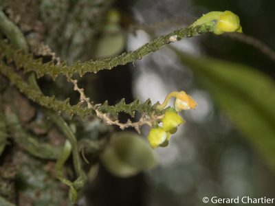 Taeniophyllum pusillum, photographed by Gerard Chartier