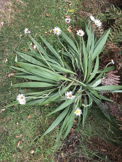 Celmisia mackaui, photographed by Pieter Pelser