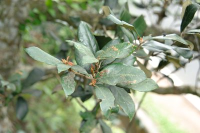 Quercus championii, photographed by Cheng-Tao Lin