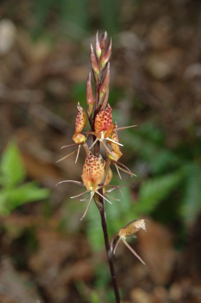 Cryptostylis taiwaniana, photographed by Cheng-Tao Lin