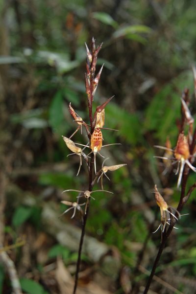 Cryptostylis taiwaniana, photographed by Cheng-Tao Lin