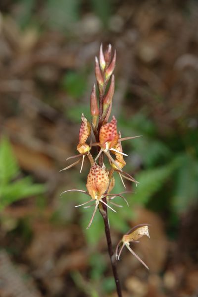 Cryptostylis taiwaniana, photographed by Cheng-Tao Lin