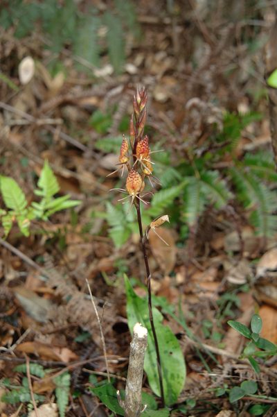 Cryptostylis taiwaniana, photographed by Cheng-Tao Lin