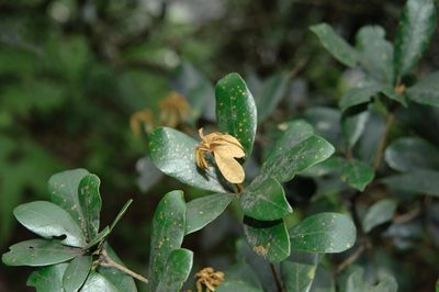 Quercus championii, photographed by Cheng-Tao Lin