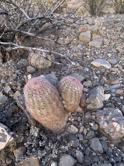 Echinocereus dasyacanthus, photographed by CK2AZ