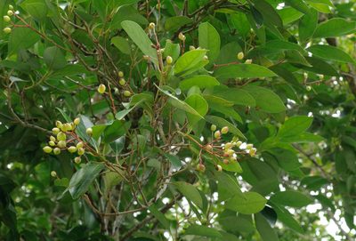 Syzygium kusukusuense, photographed by Cheng-Tao Lin