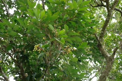 Syzygium kusukusuense, photographed by Cheng-Tao Lin