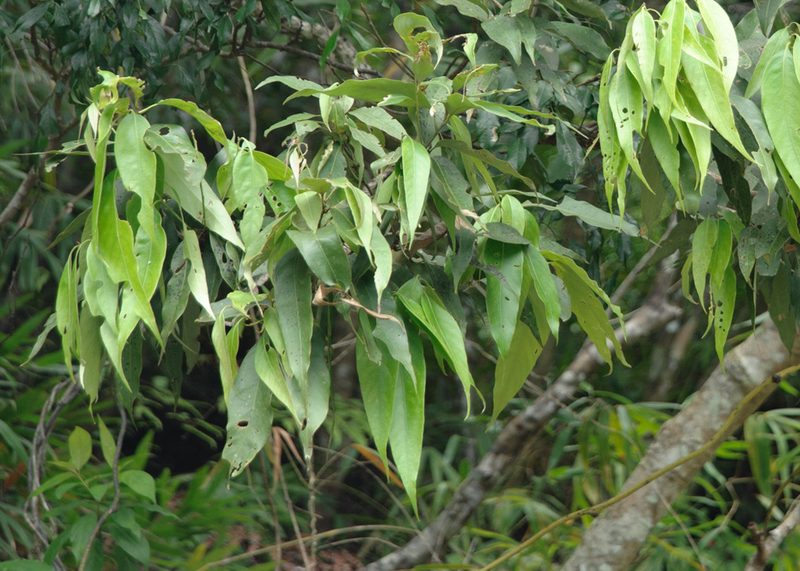 Lithocarpus shinsuiensis, photographed by Cheng-Tao Lin