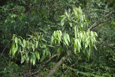 Lithocarpus shinsuiensis, photographed by Cheng-Tao Lin