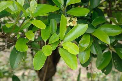 Garcinia multiflora, photographed by Cheng-Tao Lin