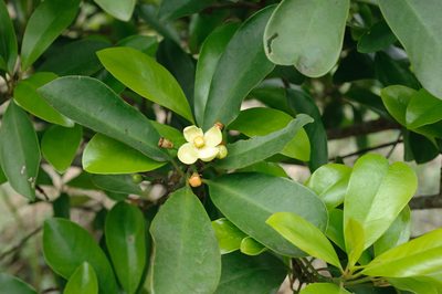 Garcinia multiflora, photographed by Cheng-Tao Lin