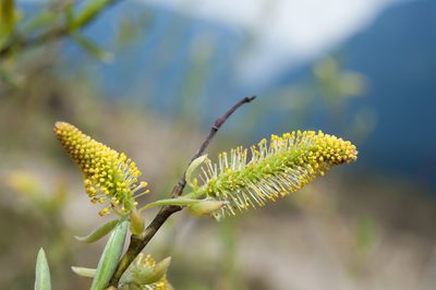 Salix tagawana, photographed by Cheng-Tao Lin