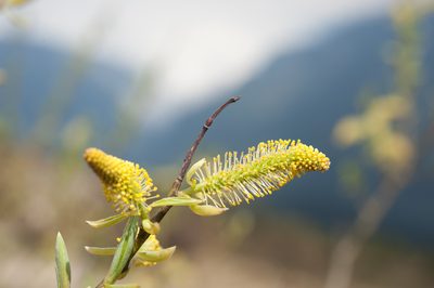 Salix tagawana, photographed by Cheng-Tao Lin