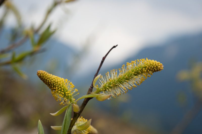 Salix tagawana, photographed by Cheng-Tao Lin