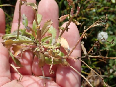 Lepidium rekohuense, photographed by Peter de Lange
