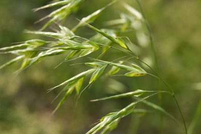 Bromus commutatus, photographed by Cheng-Tao Lin