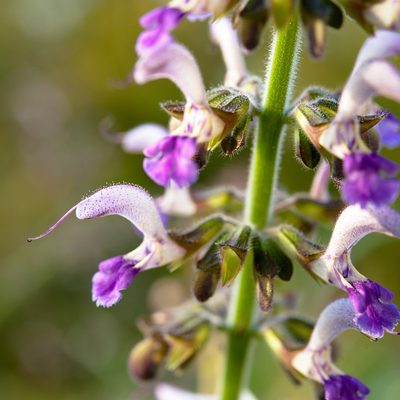 Salvia bowleyana, photographed by Cheng-Tao Lin
