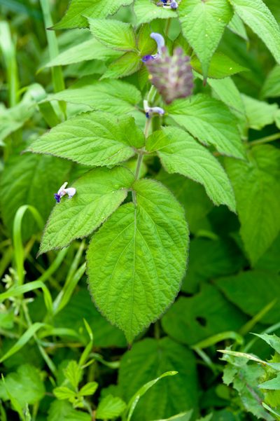 Salvia bowleyana, photographed by Cheng-Tao Lin