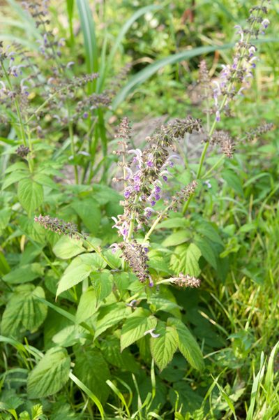 Salvia bowleyana, photographed by Cheng-Tao Lin