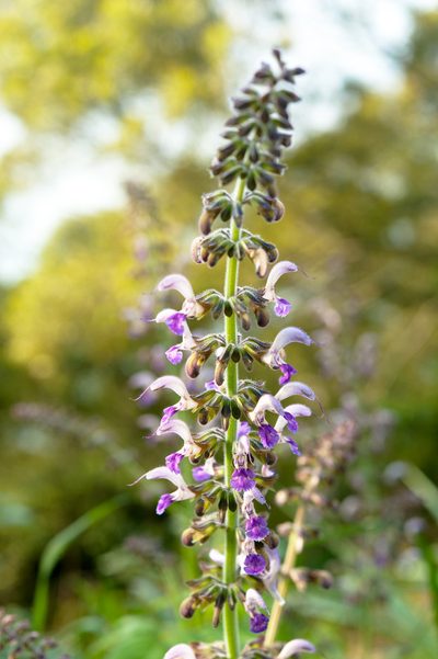 Salvia bowleyana, photographed by Cheng-Tao Lin