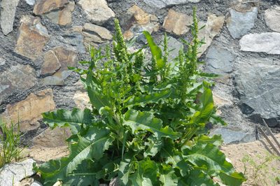 Rumex japonicus, photographed by Cheng-Tao Lin