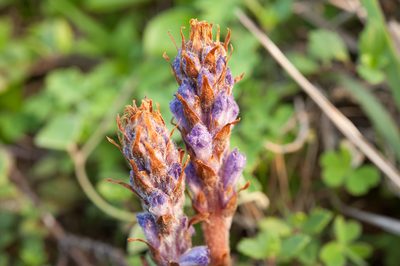 Orobanche coerulescens, photographed by Cheng-Tao Lin