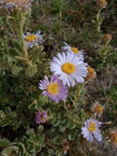 Olearia frostii, photographed by Nina Kerr