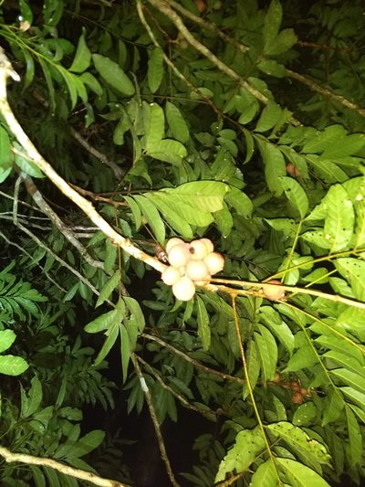Guarea glabra, photographed by Juan Cruzado Cortés