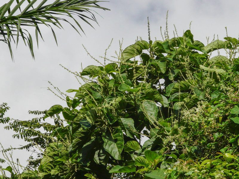 Claoxylon indicum, photographed by Cheongweei Gan