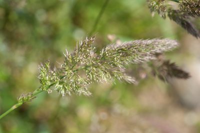 Polypogon fugax, photographed by Cheng-Tao Lin