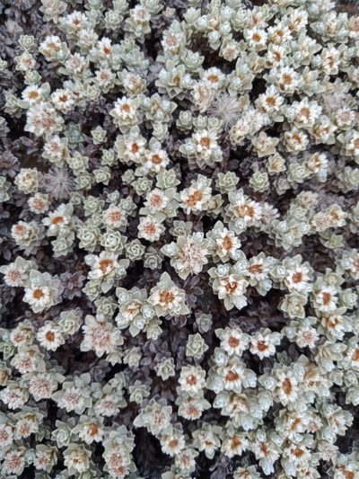 Ewartia nubigena, photographed by Nina Kerr