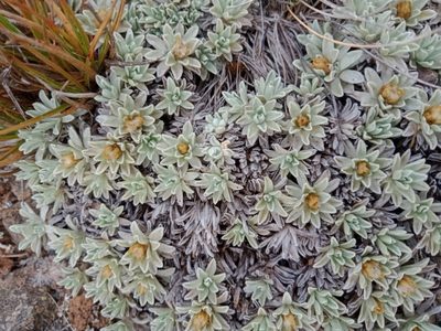 Argyrotegium nitidulum, photographed by Nina Kerr