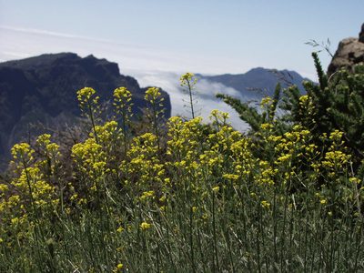 Descurainia gilva, photographed by Ina Siebert