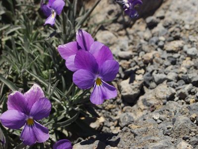 Viola palmensis, photographed by Ina Siebert