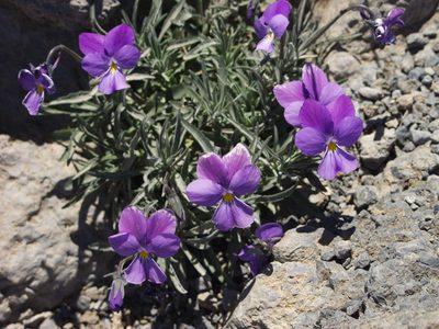 Viola palmensis, photographed by Ina Siebert