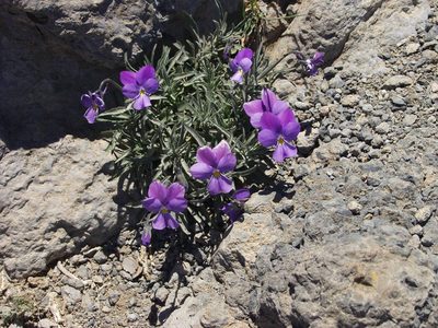 Viola palmensis, photographed by Ina Siebert