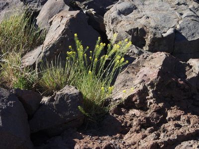 Descurainia gilva, photographed by Ina Siebert