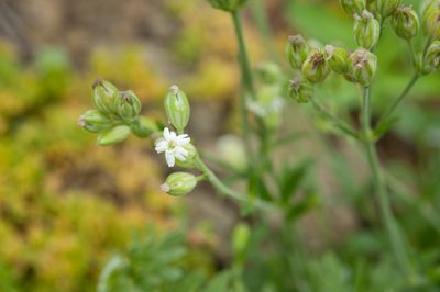 Silene firma, photographed by Cheng-Tao Lin