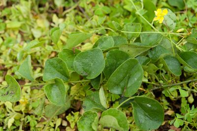 Cyclea gracillima, photographed by Cheng-Tao Lin