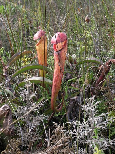 Nepenthes bokorensis, photographed by Oleg Kosterin