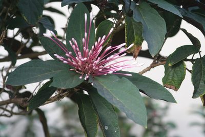 Clerodendrum quadriloculare, photographed by runcator