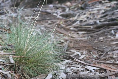 Deschampsia nubigena, photographed by runcator