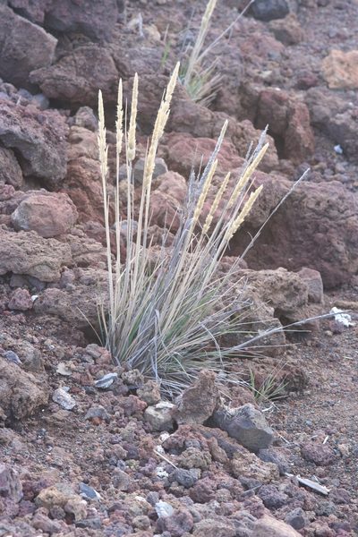 Trisetum glomeratum, photographed by runcator