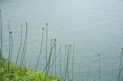 Allium macrostemon, photographed by Cheng-Tao Lin