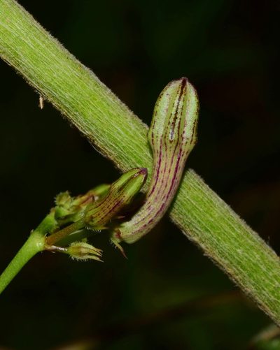 Ceropegia racemosa, photographed by Sunčana Bradley