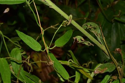 Ceropegia racemosa, photographed by Sunčana Bradley
